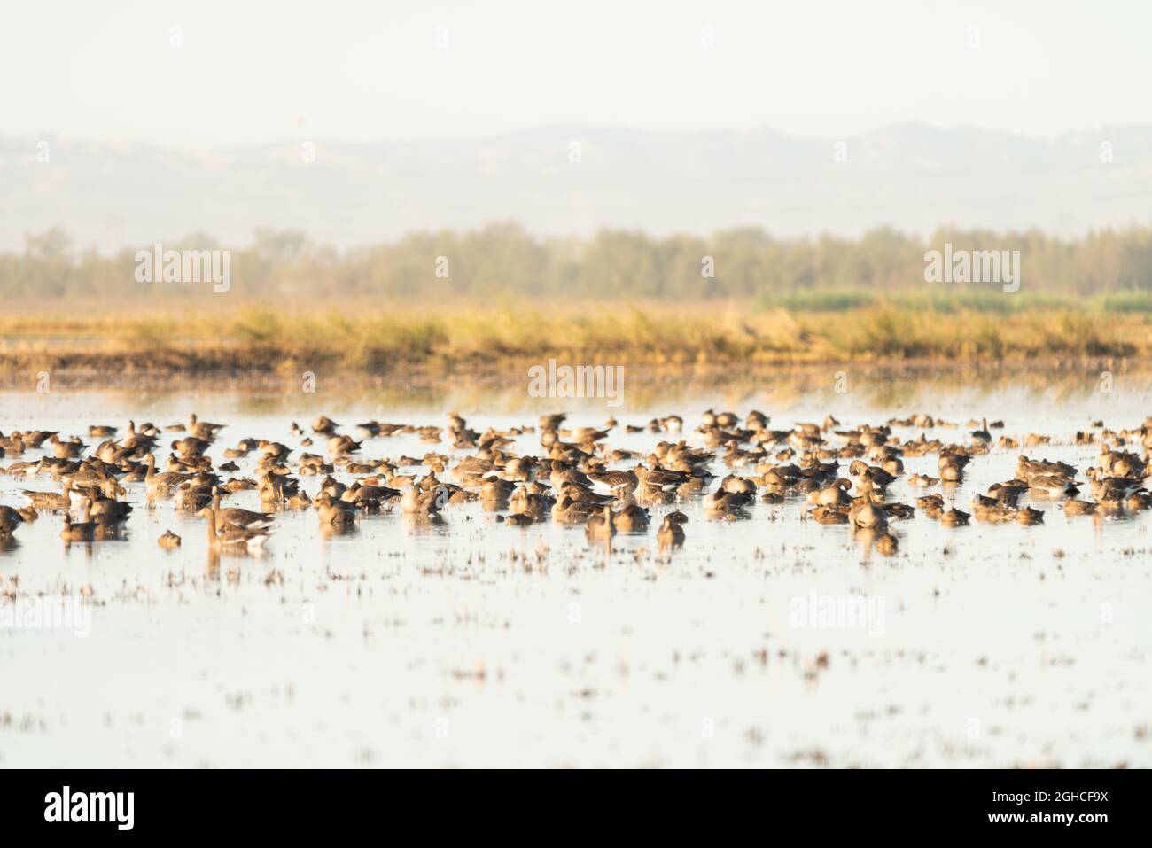 Wandergebiet Kanada Gänse ruhen auf See in Kalifornien Stockfoto