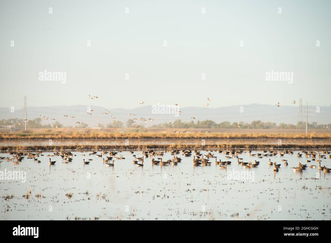 Wandergebiet Kanada Gänse ruhen auf See in Kalifornien Stockfoto