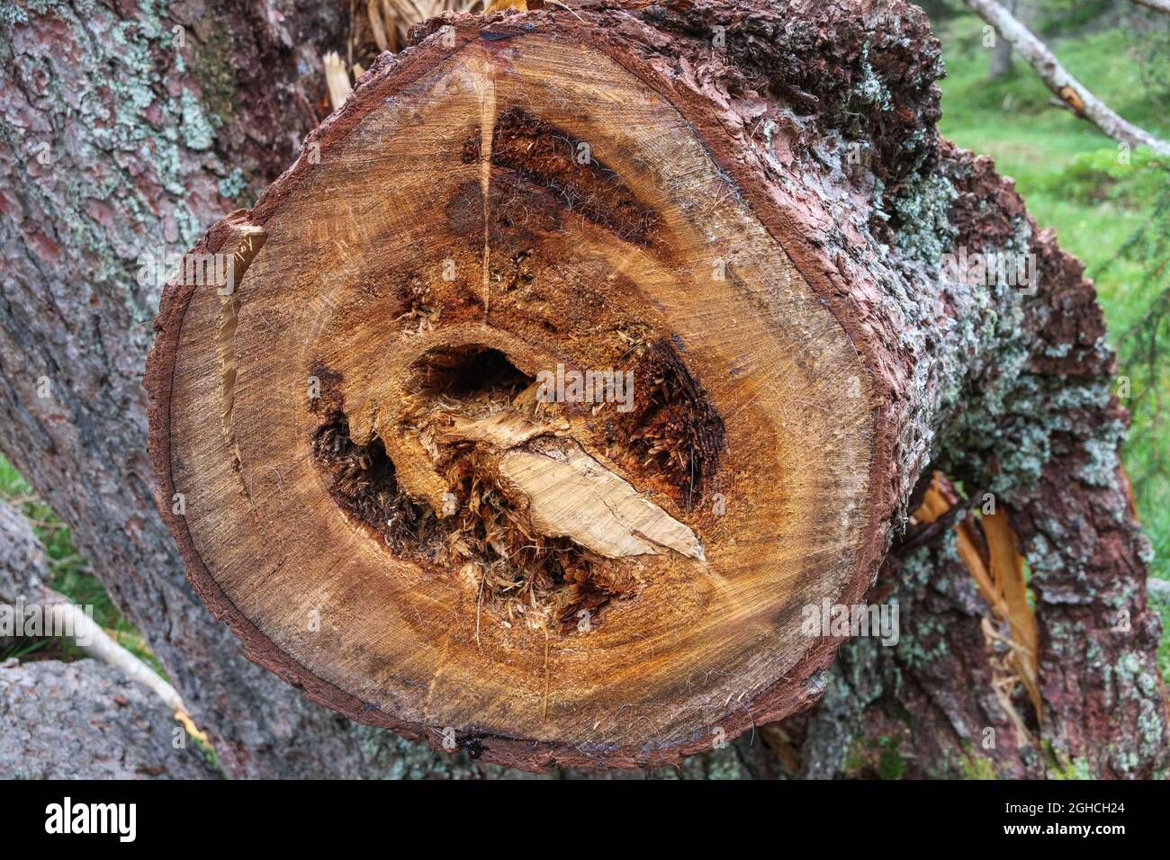 Kranke Fichte (Picea abies) gebrochener Stamm. Wald in den Dolomiten. Italienische Alpen. Italien. Europa. Stockfoto