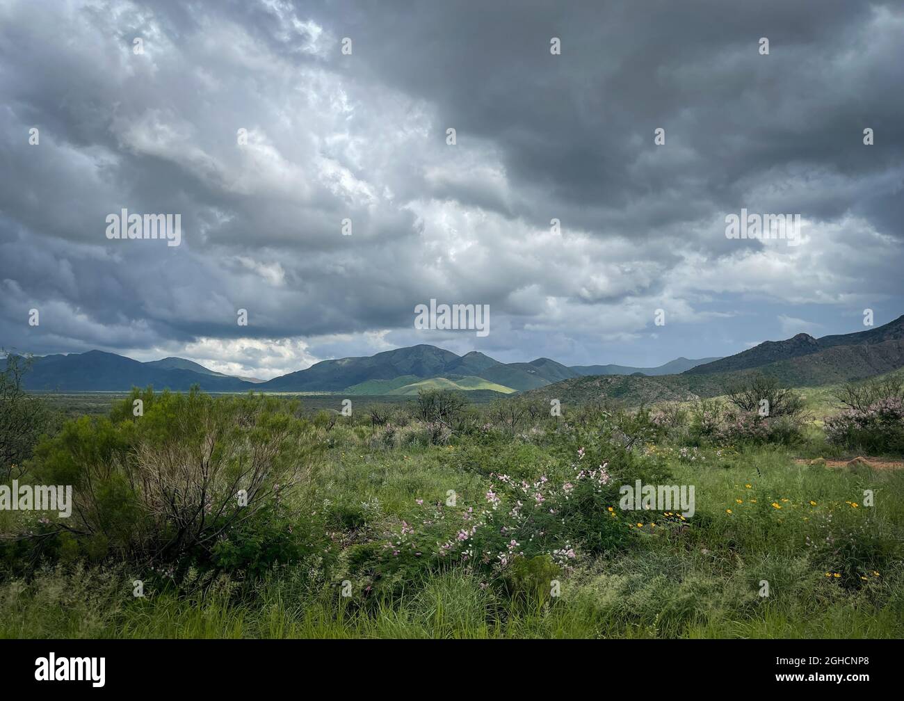 Wunderschöne Arizona Landschaft mit Wildblumen während der Monsunsaison Stockfoto