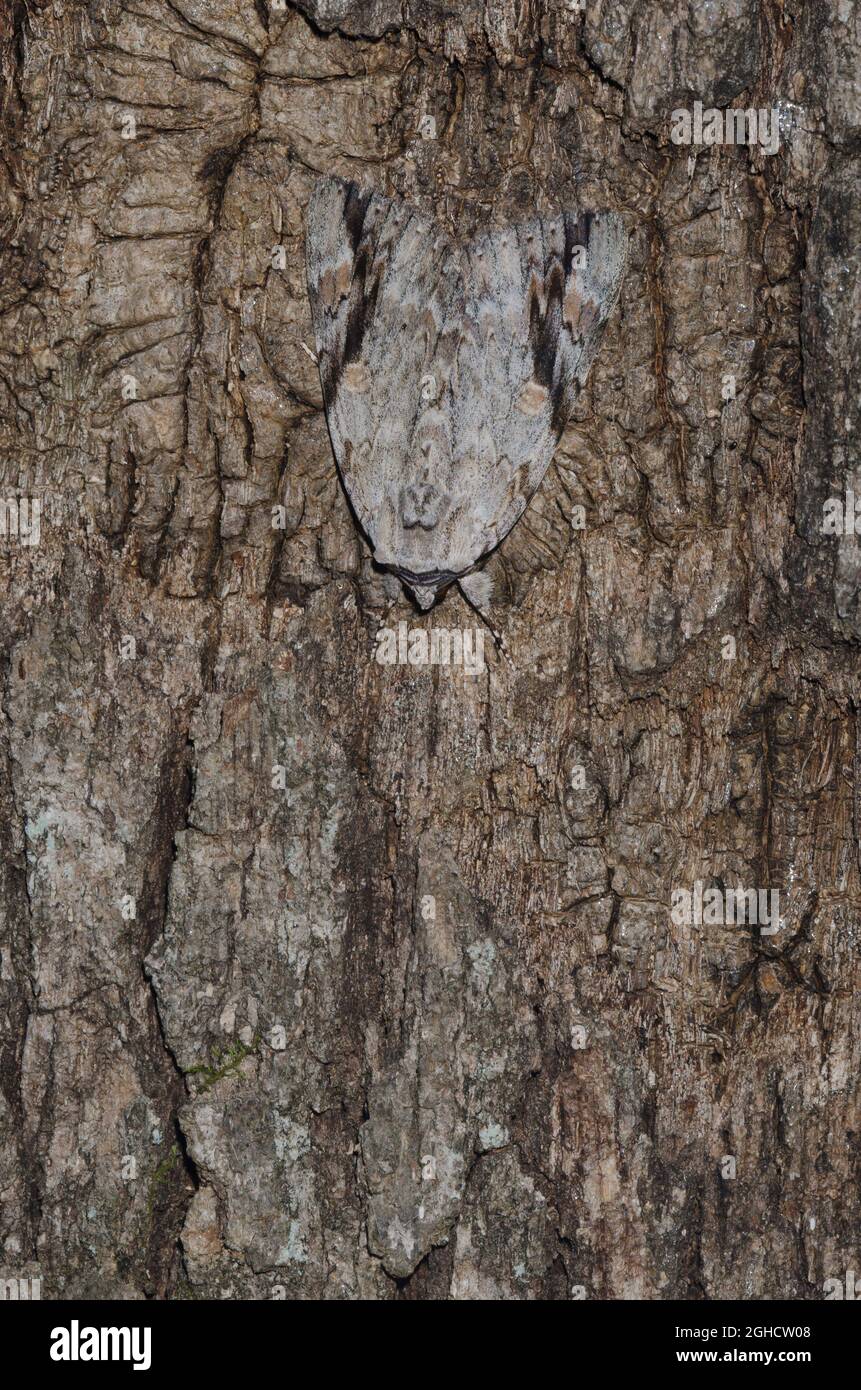 Traurig Underwing, Catocala maestosa, auf Baumrinde getarnt Stockfoto