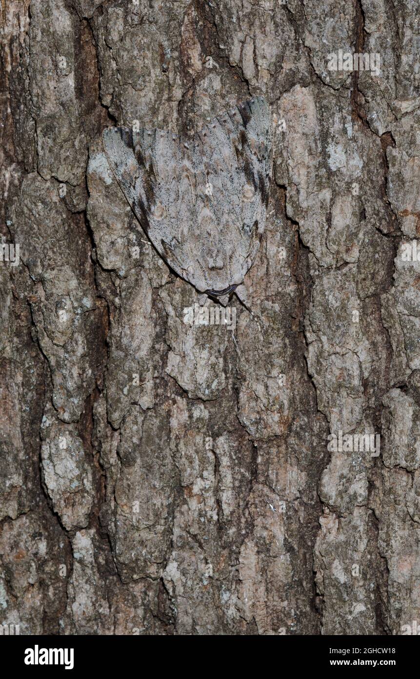 Traurig Underwing, Catocala maestosa, auf Baumrinde getarnt Stockfoto