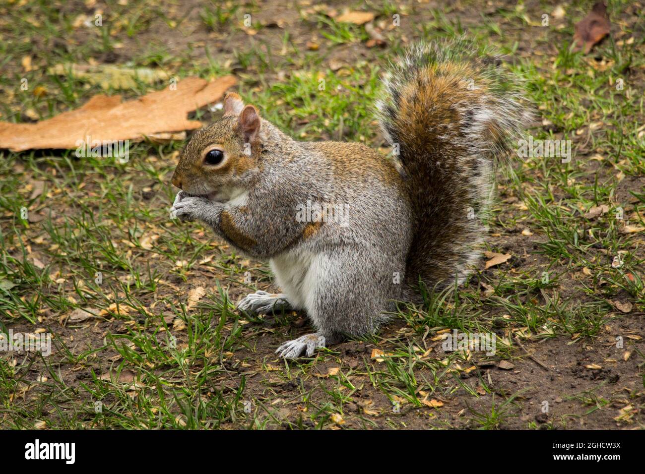 Nahaufnahme eines süßen, wilden Eichhörnchens, das eine Nuss in einem Londons Park isst Stockfoto