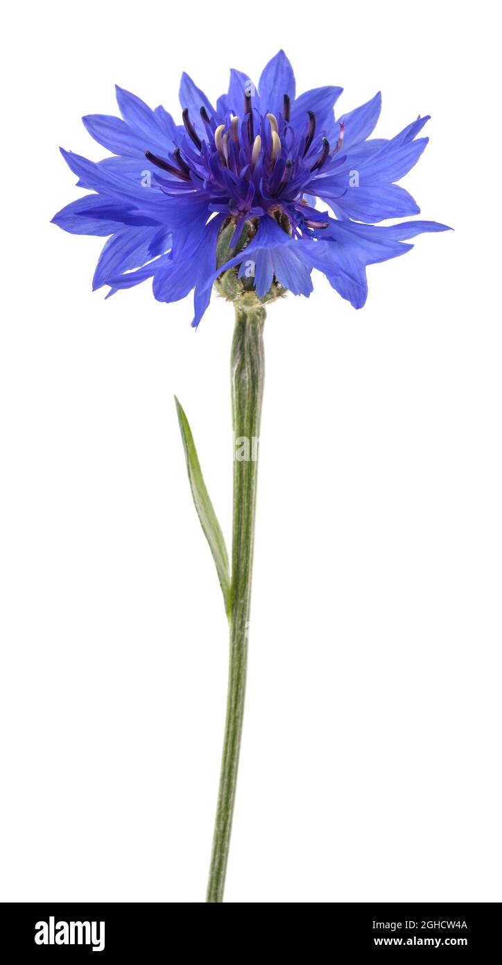 Blaue Kornblume (Cyanus Segetum) isoliert auf weißem Hintergrund Stockfoto