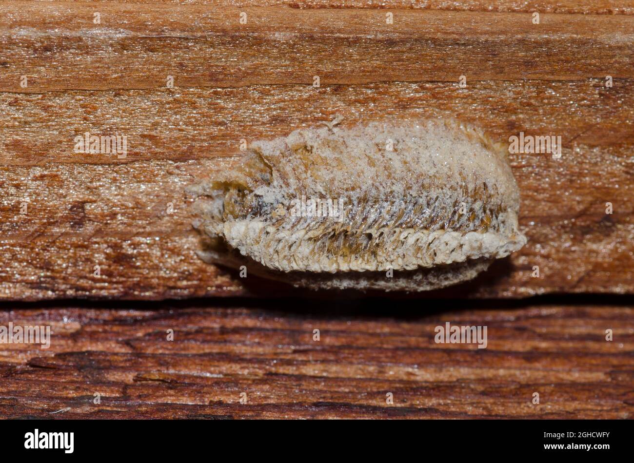 Mantis, Familie Mantidae, Ootheca Stockfoto