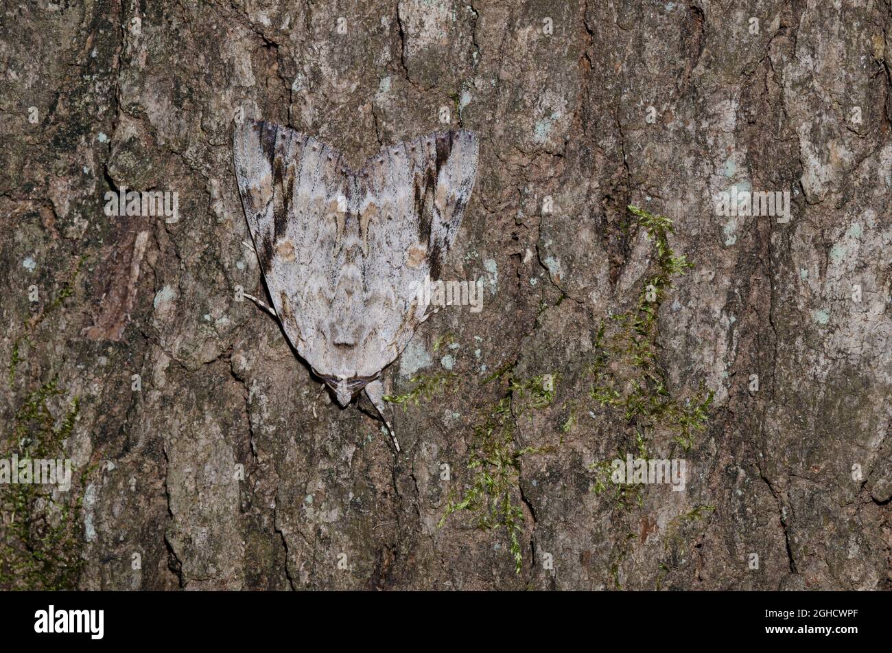 Traurig Underwing, Catocala maestosa, auf Baumrinde getarnt Stockfoto