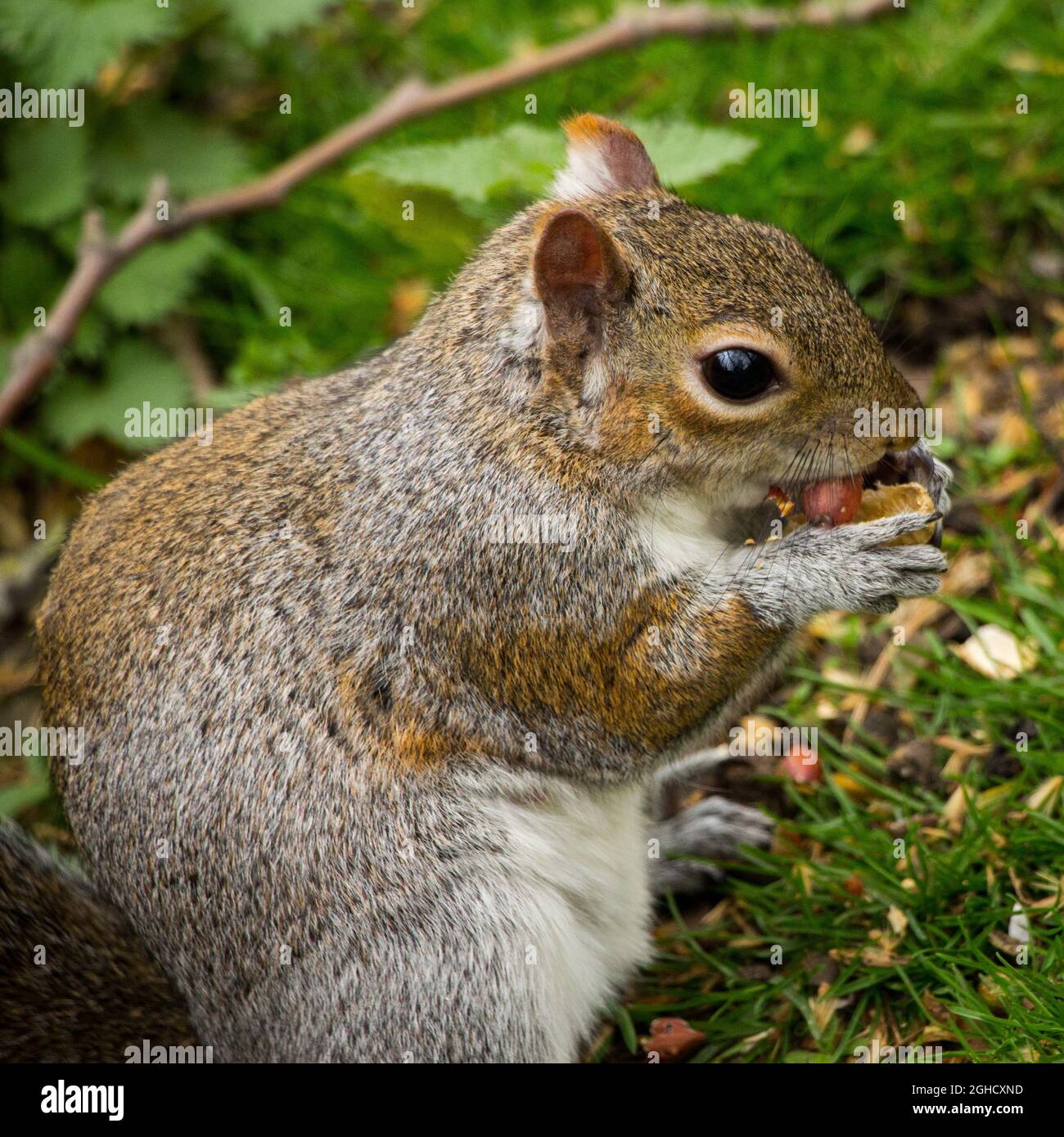 Nahaufnahme eines süßen Eichhörnchens, das eine Nuss isst Stockfoto