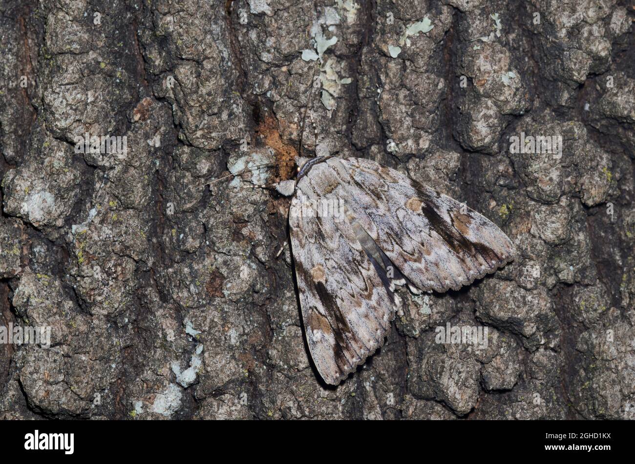Traurig Underwing, Catocala maestosa, auf Baumrinde getarnt Stockfoto