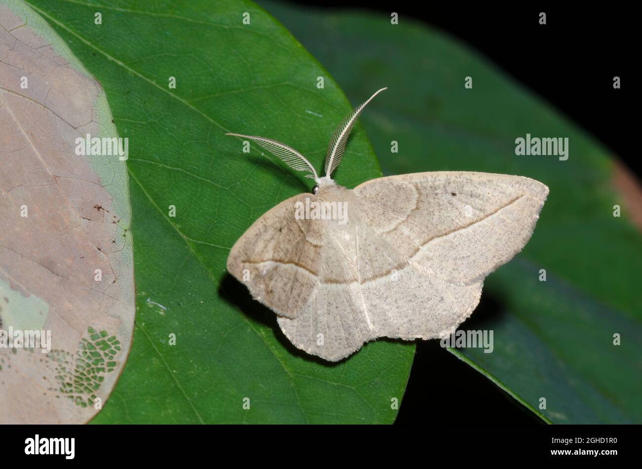 Verwirrt Eusarca, Eusarca confusaria, männlich Stockfoto