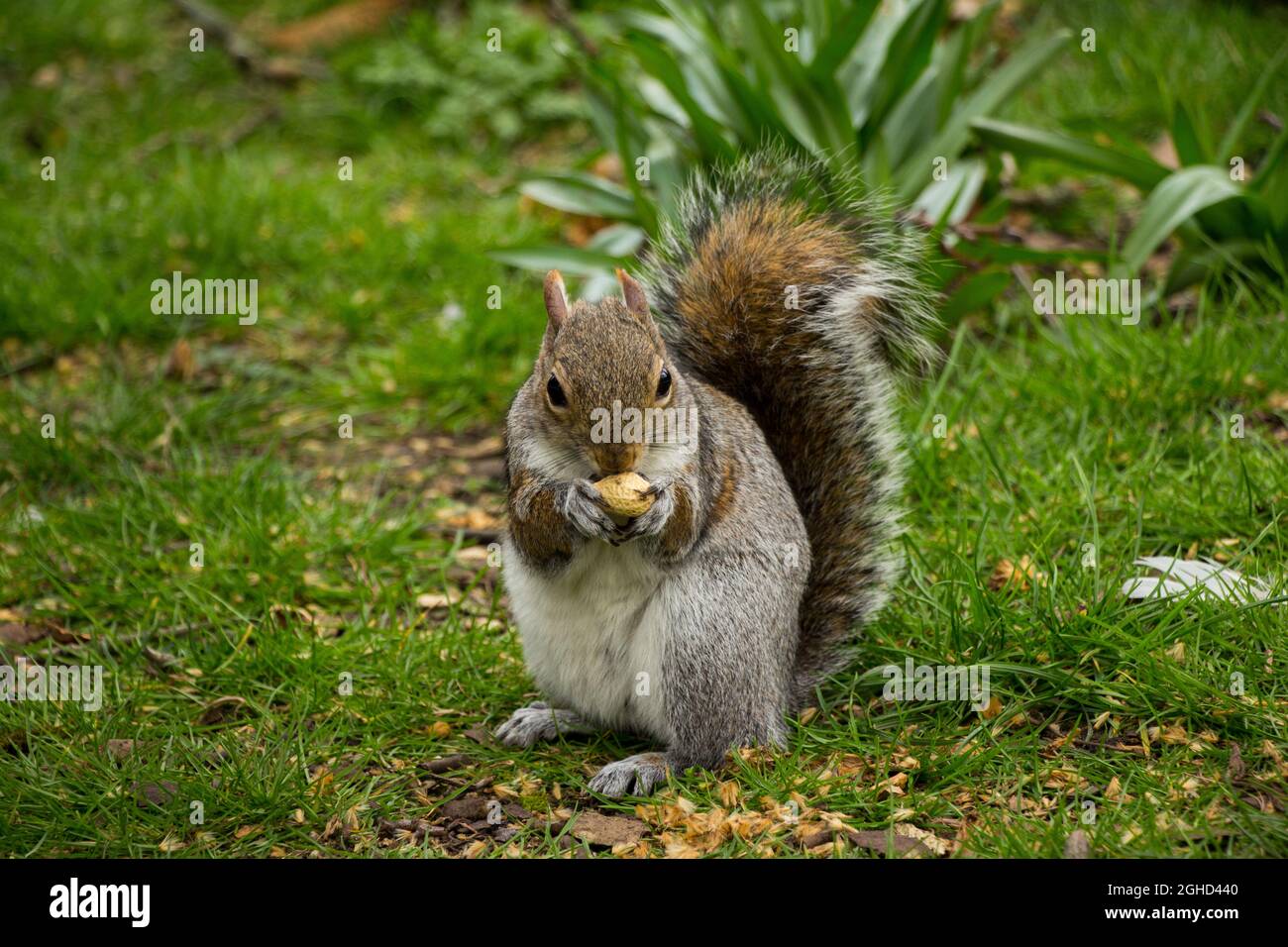 Nahaufnahme eines süßen, wilden Eichhörnchens, das eine Nuss in einem Londons Park isst Stockfoto