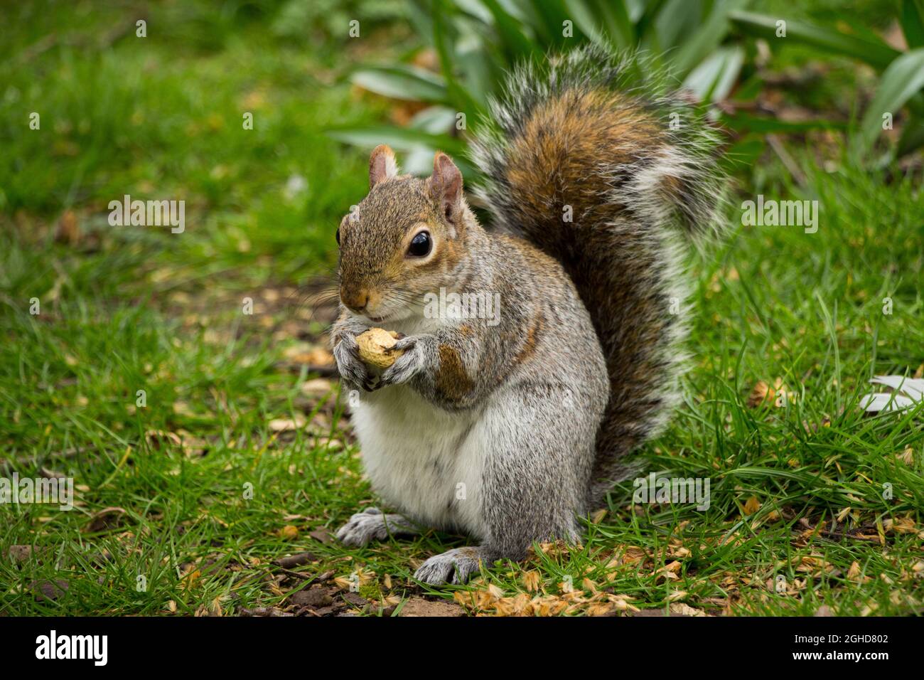 Nahaufnahme eines süßen, wilden Eichhörnchens, das eine Nuss in einem Londons Park isst Stockfoto