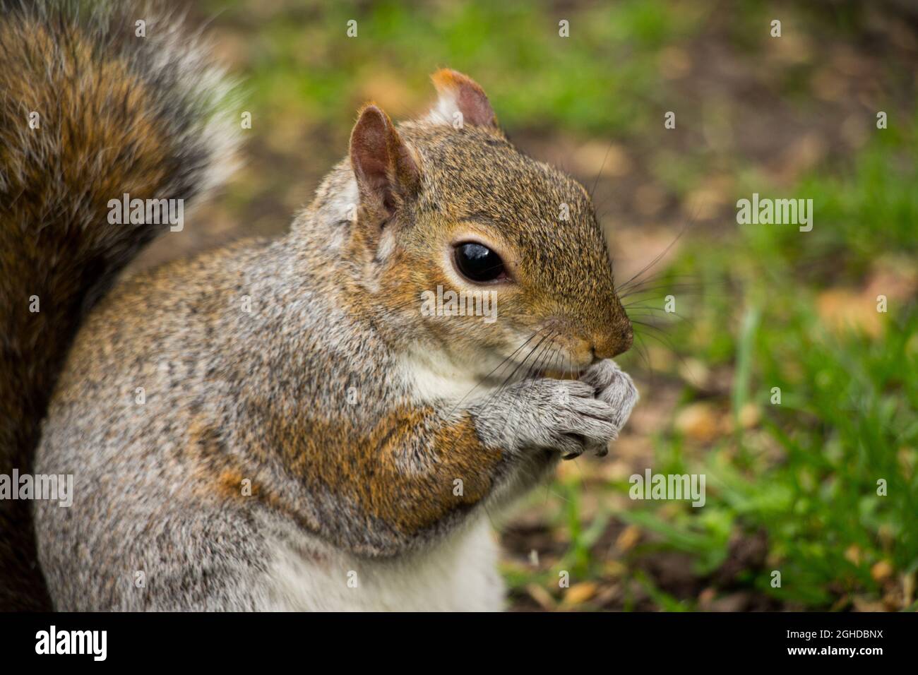 Nahaufnahme eines süßen Eichhörnchens, das eine Nuss isst Stockfoto