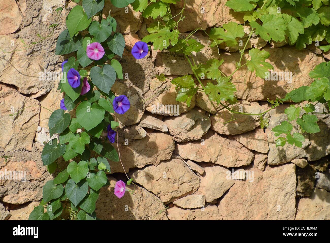 Flor Ipomea, auch genannt, die Glocke, die Ipomoea purpurea oder Don Diego am Tag. Stockfoto