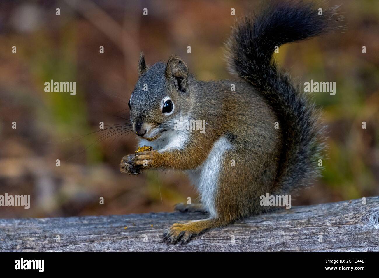 Chipmunk am Jefferson Lake Colorado Stockfoto