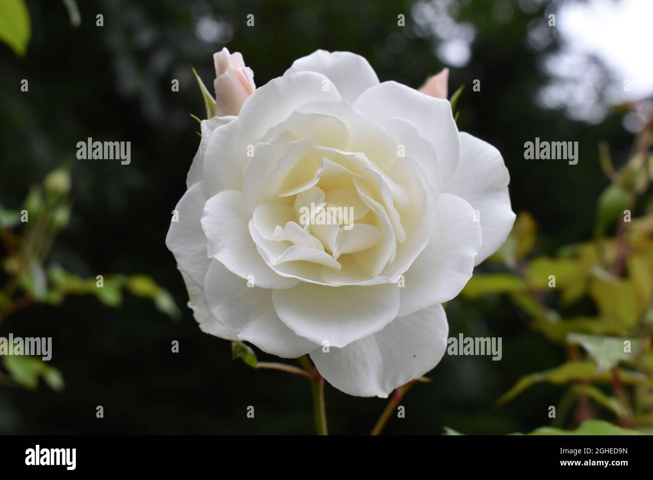 Weiße Rose Stockfoto