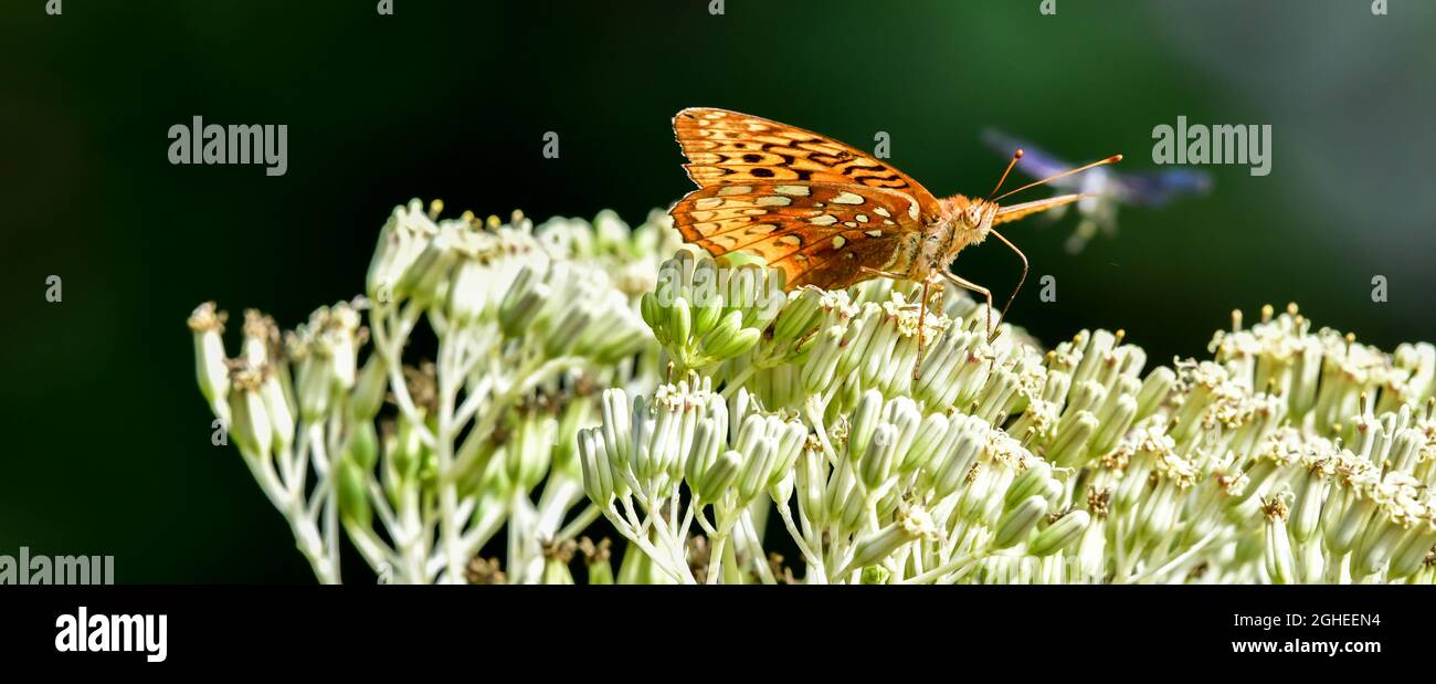 Nahaufnahme eines farbenfrohen Schmetterlings auf einer blühenden Blume Stockfoto