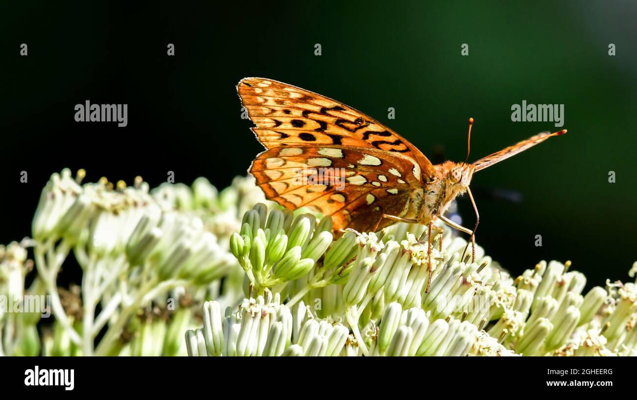 Nahaufnahme eines farbenfrohen Schmetterlings auf einer blühenden Blume Stockfoto