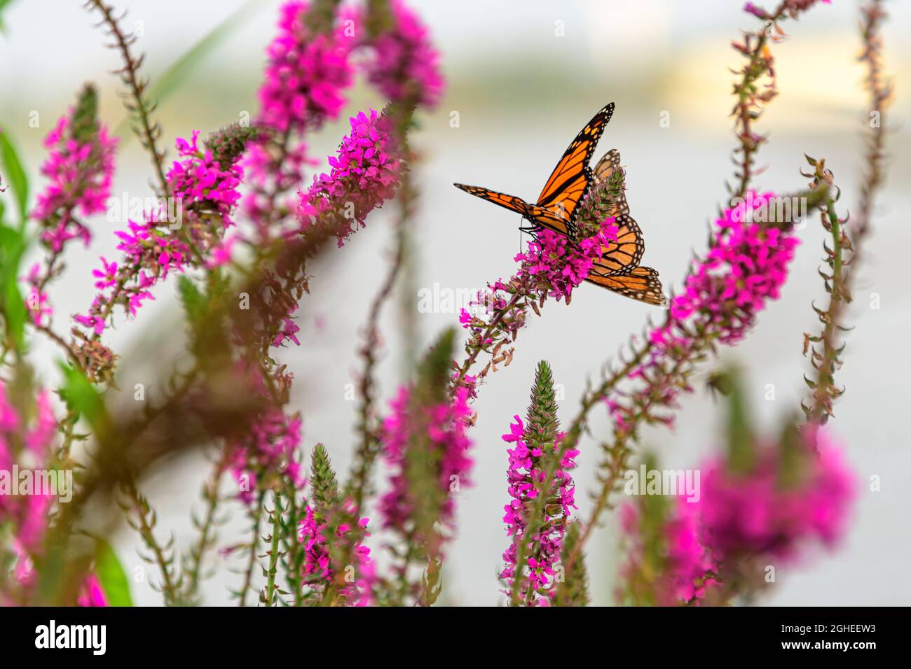 Monarch Schmetterling auf Blume von Purlpe loosestrife Stockfoto