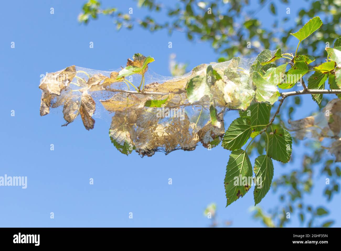 Ein Obstbaum, der vom Raupeninsekt angegriffen wird. Schädlinge überall Konzept. Blauer Himmel Hintergrund Stockfoto
