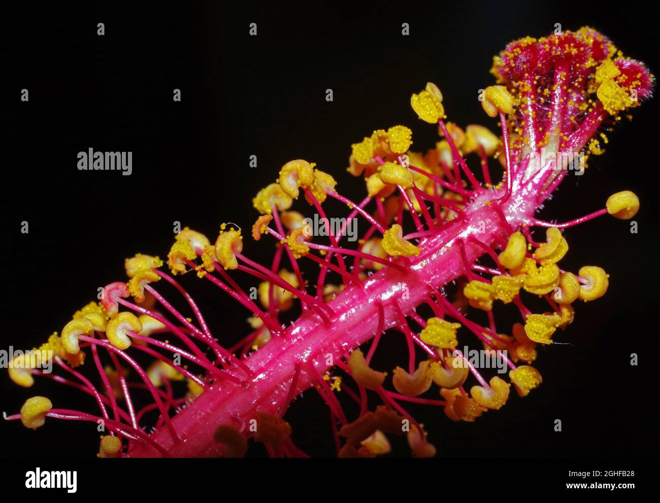 Nahaufnahme der Hibiskusblüte Stockfoto