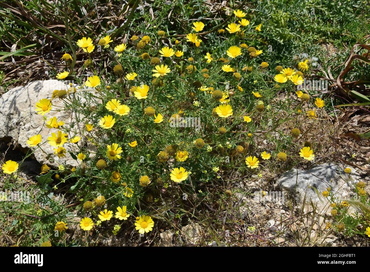 Girlande-Chrysantheme, essbare Chrysantheme, Kronenwucherblume, Glebionis coronaria, Koronás margitvirág, Malta, Europa Stockfoto
