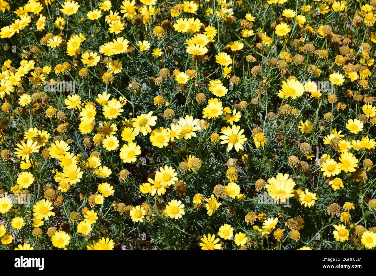 Girlande-Chrysantheme, essbare Chrysantheme, Kronenwucherblume, Glebionis coronaria, Koronás margitvirág, Malta, Europa Stockfoto