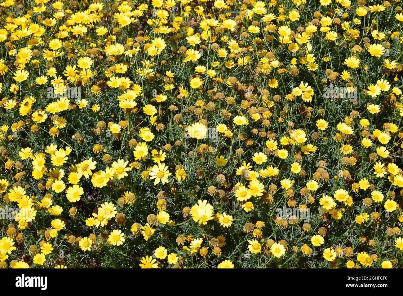 Girlande-Chrysantheme, essbare Chrysantheme, Kronenwucherblume, Glebionis coronaria, Koronás margitvirág, Malta, Europa Stockfoto