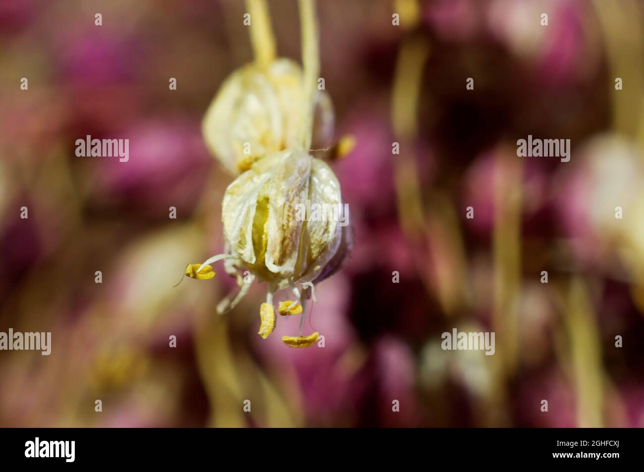 Nahaufnahme einer getrockneten Knoblauchblüte vom Feld. Stockfoto