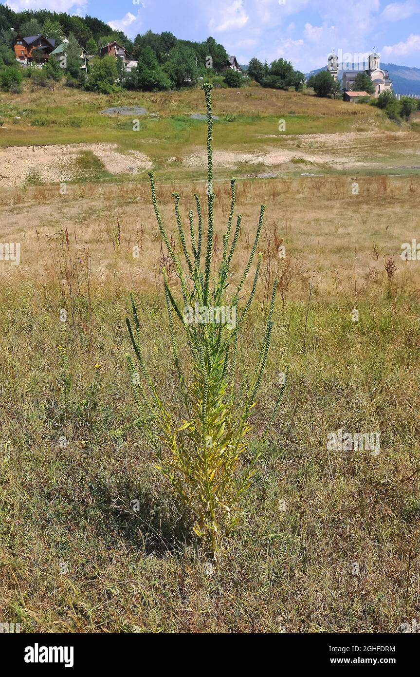 dyer's Rakete, Dyer's Weed, Weld, woold, Yellow Weed, Färber-Wau, Gilbkraut, Reseda luteola, sárga rezeda, Mazedonien, Europa Stockfoto