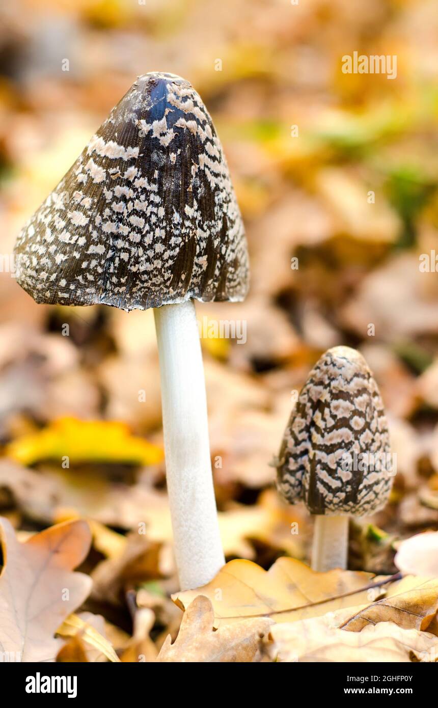 amanita wachsen im Herbstwald Stockfoto