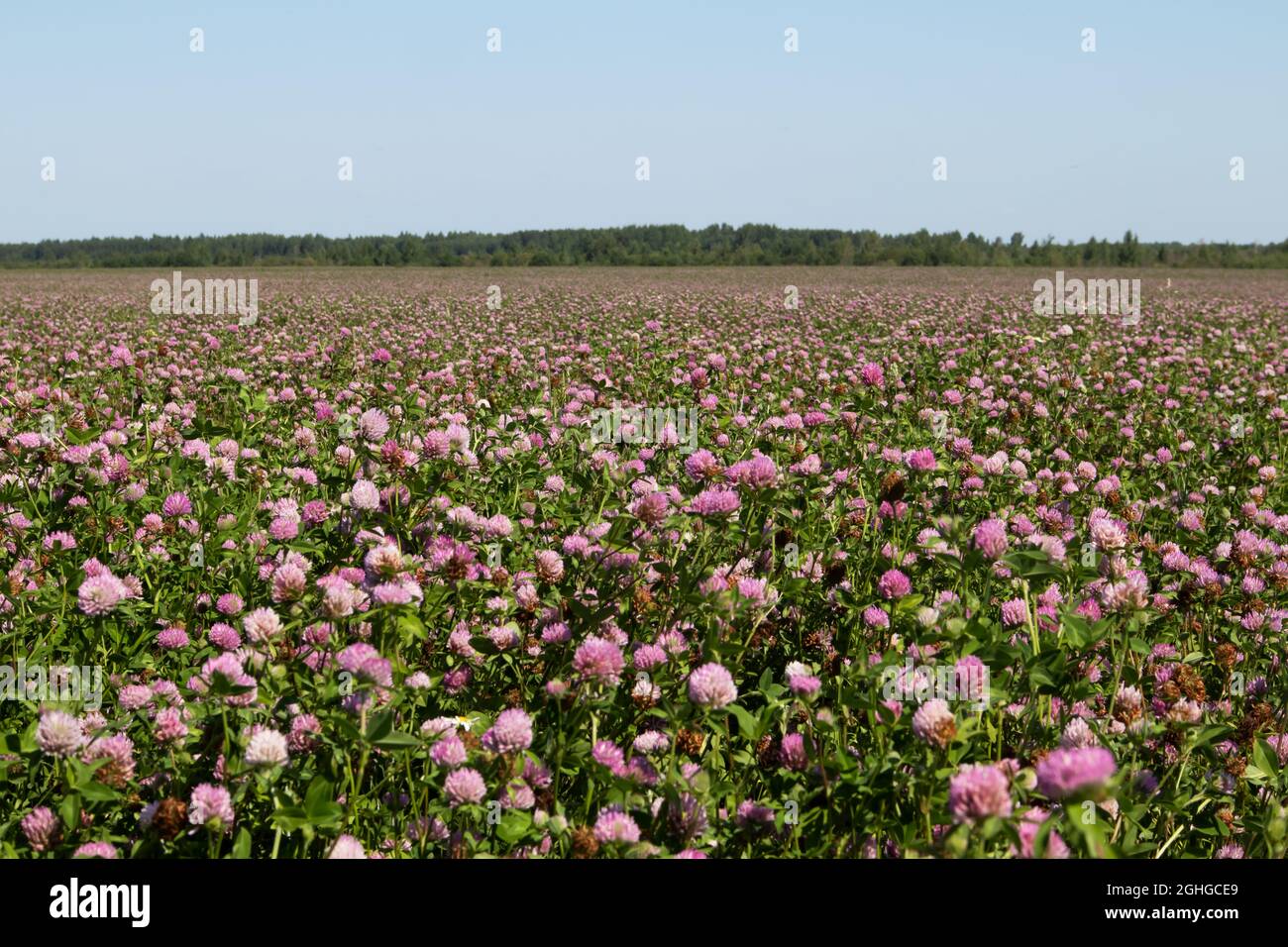 Ein Feld mit rosa Kleeblatt und einem blauen, sonnigen Himmel. Sommerlandschaft. Stockfoto