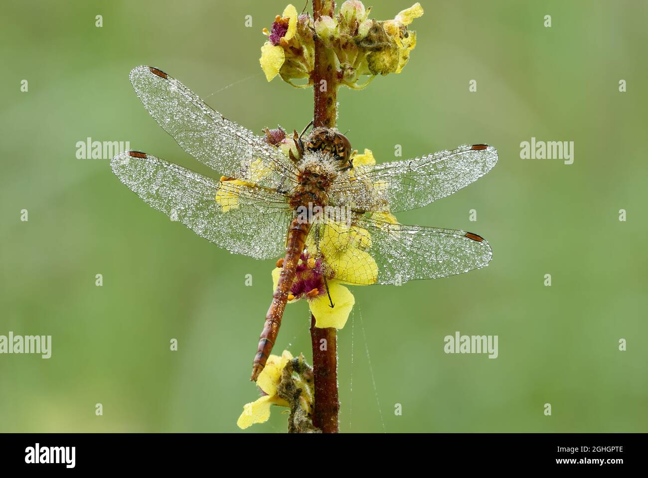 Gemeine Darter-Dragone, Männchen im Morgentau. Mit Wassertropfen auf Flügeln. Auf einer Wiesenpflanze mit gelben Blüten sitzend. Sympetrum striolatum. Stockfoto