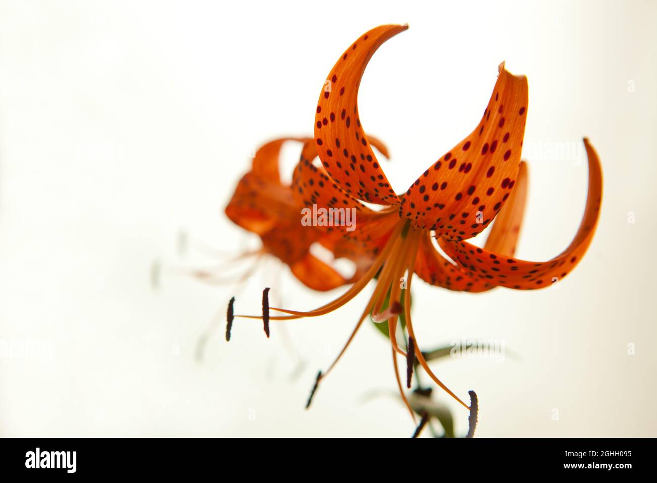 Blütenblätter der Tigerlilie in voller Blüte. Orange Lilie Blüten isoliert auf weißem Hintergrund. Stockfoto