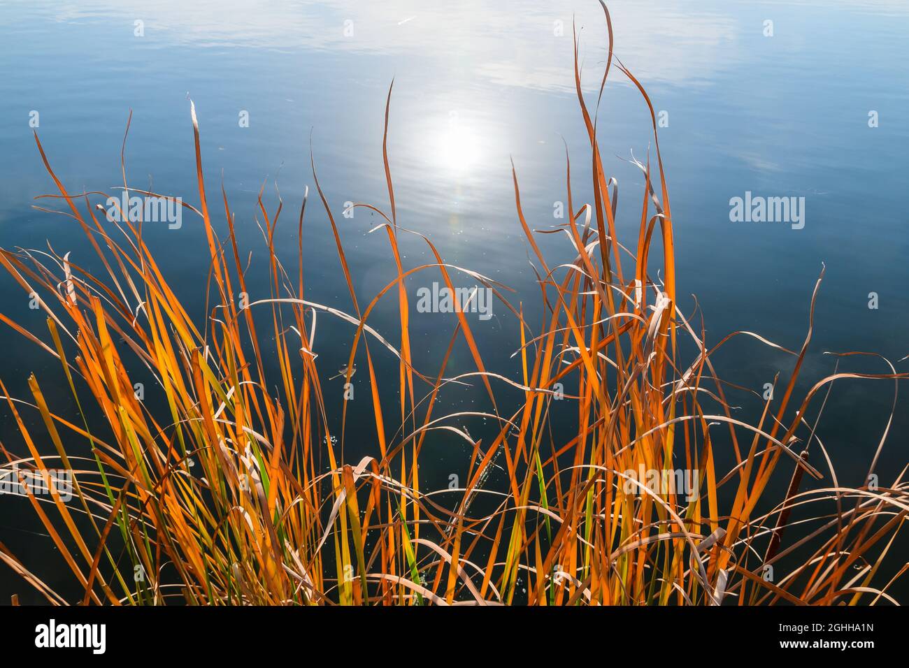 Schilfdickichte in der Nähe des Ufers und die Reflexion der Sonne im Wasser des Sees an einem Herbsttag. Stockfoto