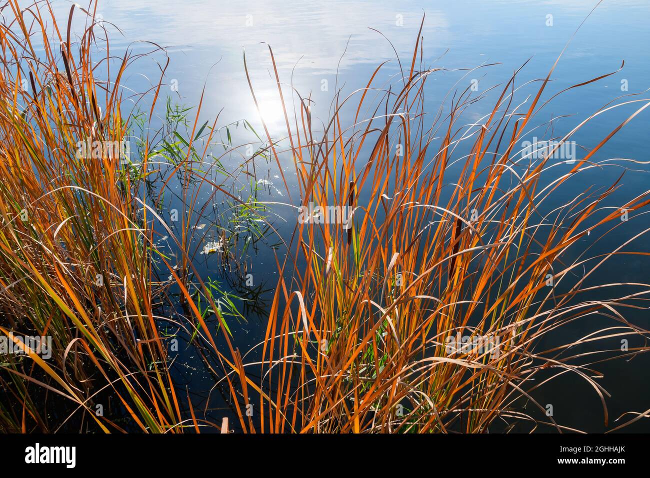 Schilfdickichte in der Nähe des Ufers und die Reflexion der Sonne im Wasser des Sees an einem Herbsttag. Stockfoto