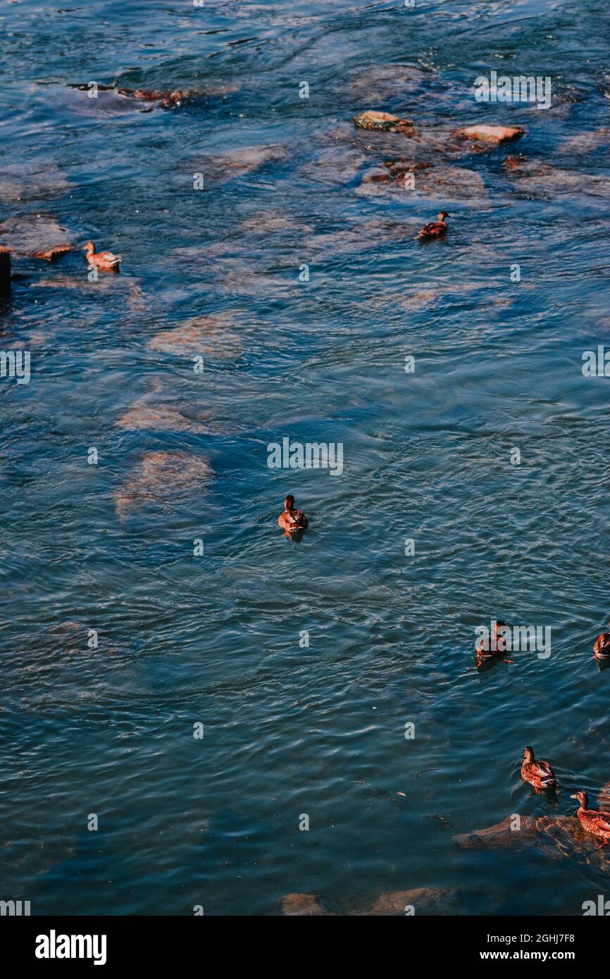 Vertikale Aufnahme von Enten, die in der Nähe von Unterwasserfelsen im Fluss Po in Turin, Italien, schweben Stockfoto