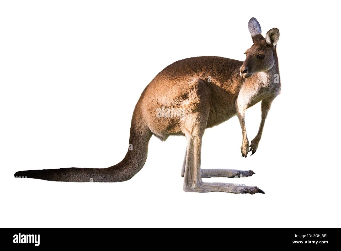Wunderschönes Känguru, das in Alarmstellung AUF WEISSEM HINTERGRUND STEHT, MIT ISOLIERTEM KOPIERBEREICH, weiß, Perth, Western Australia, Australien Stockfoto