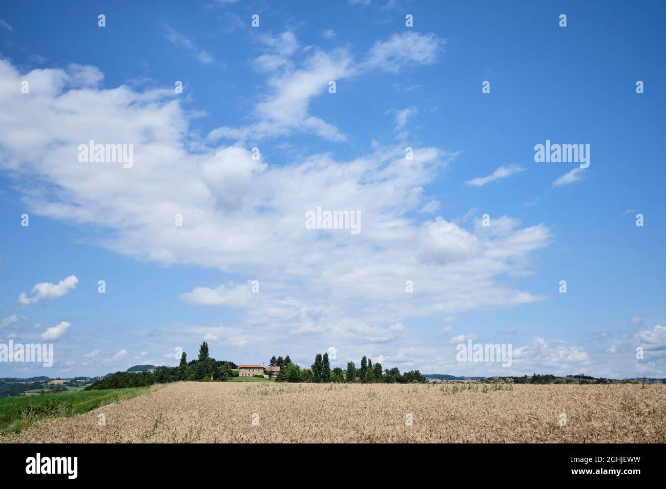 Charmes-sur-Herbasse, Drôme, Frankreich - August 2021: Weidelfeld mit blauem Himmel. Stockfoto