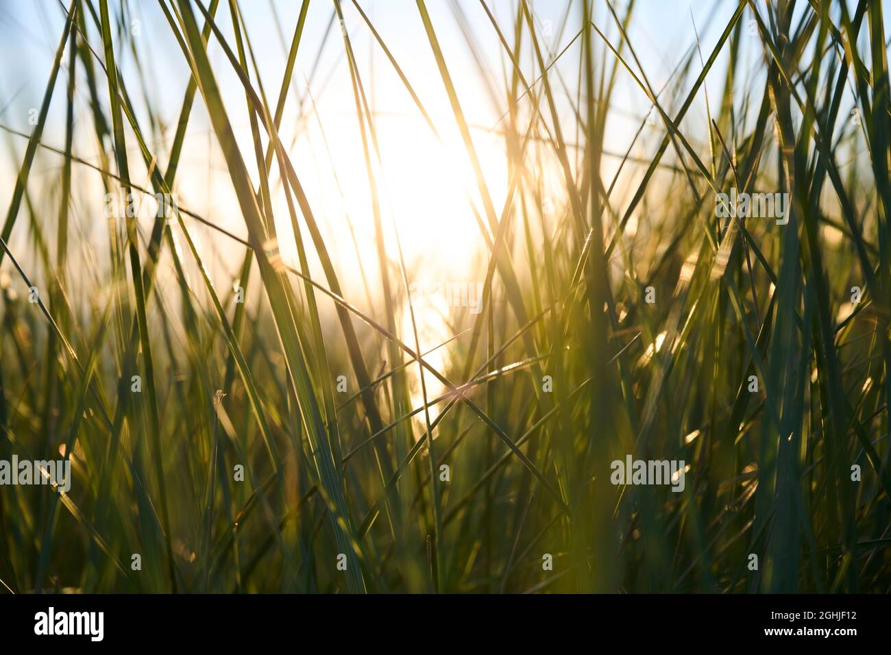 Westduinpark, Den Haag, Niederlande - 21. juni 2021: Helmgras in de duinen tijdens de zonsondergang. 21. Juni 202 Stockfoto