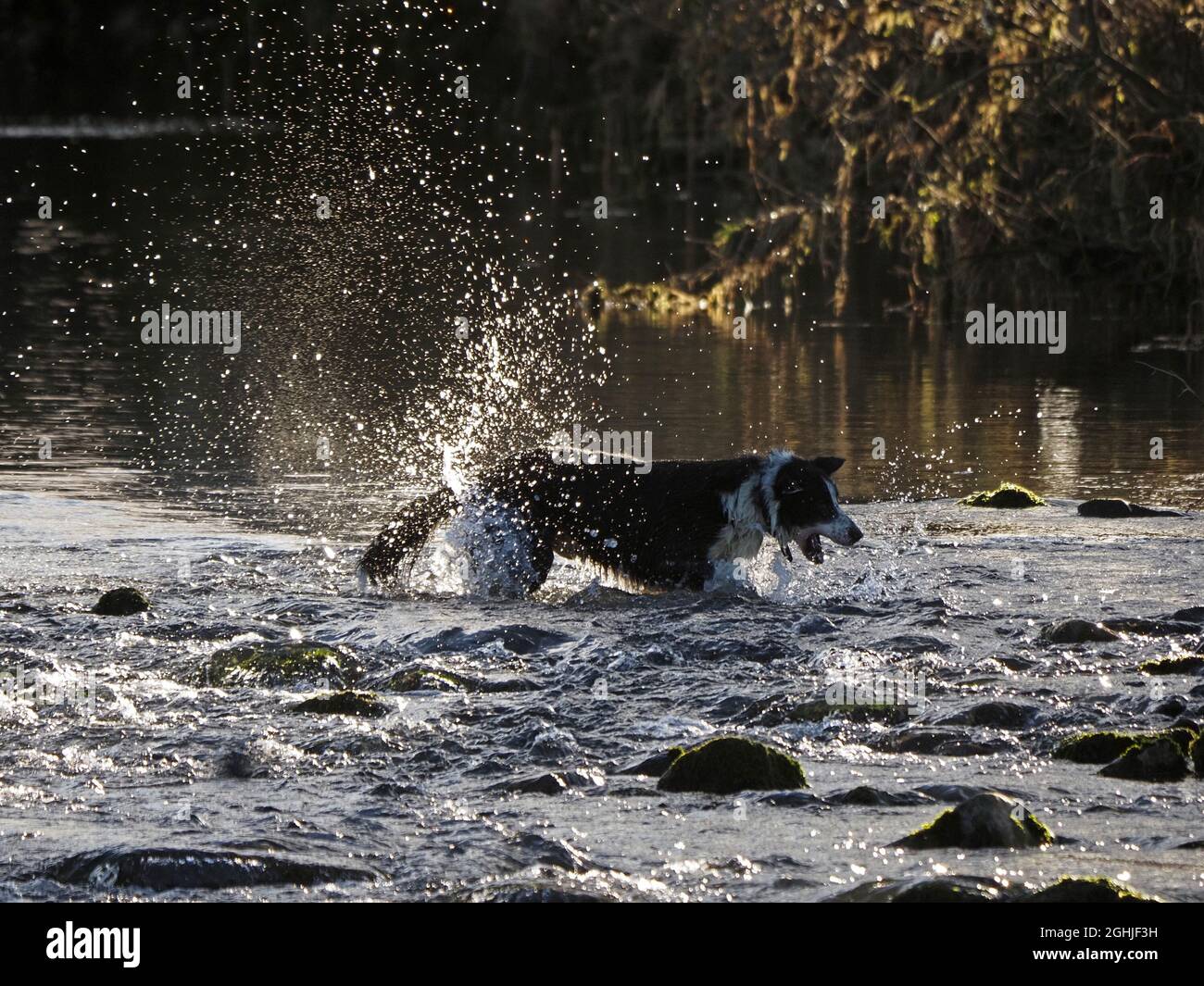 Ein überschwänglicher Bauernhof-Schäferhund, der im Winter im Fluss spielt und hinterleuchtete Muster erzeugt, während er im seichten Wasser Cumbria, England, Großbritannien, spritzt und rauscht Stockfoto