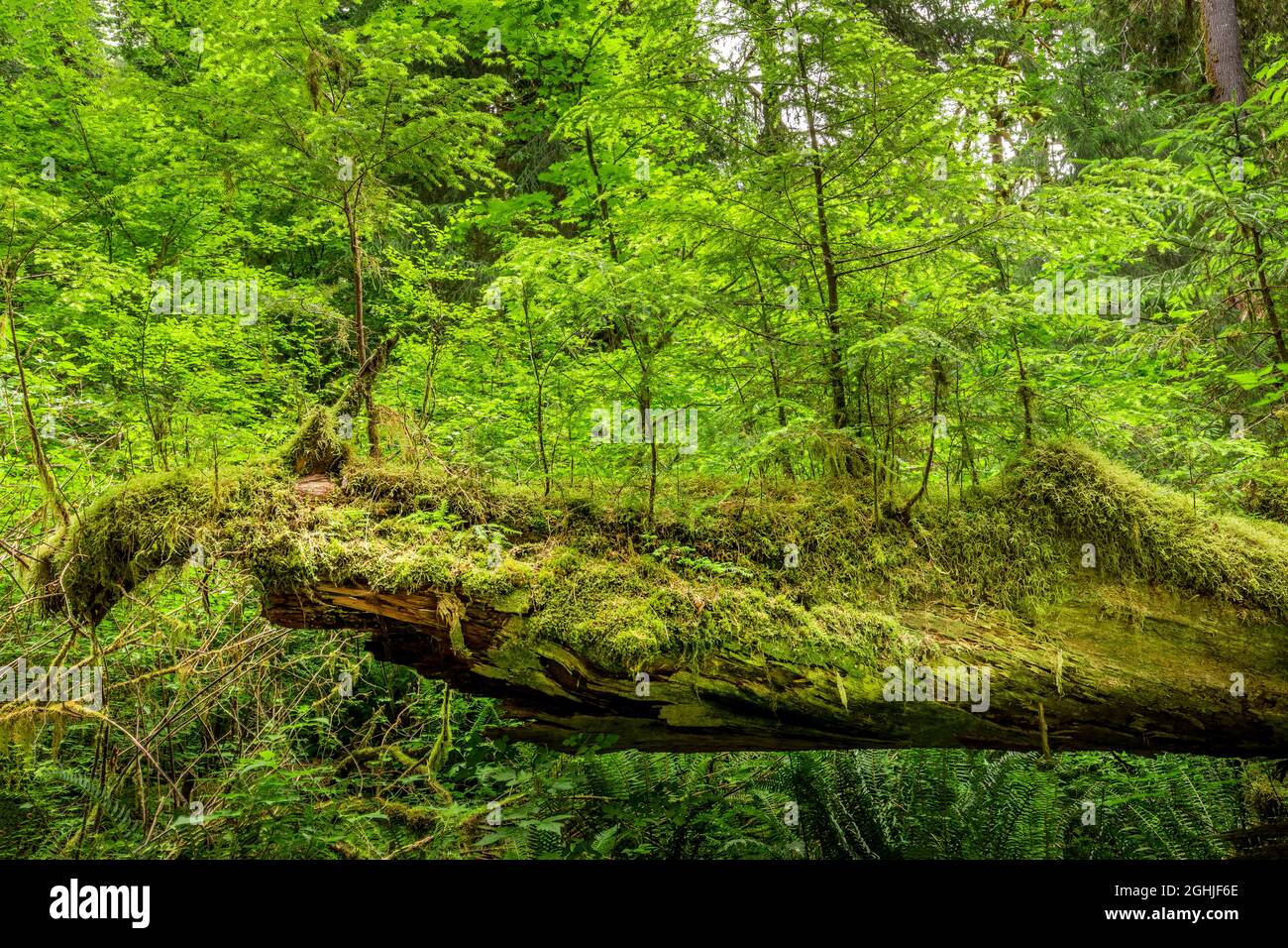 Junge Bäume wachsen auf einem toten alten Baum im Regenwald von Hoh Stockfoto