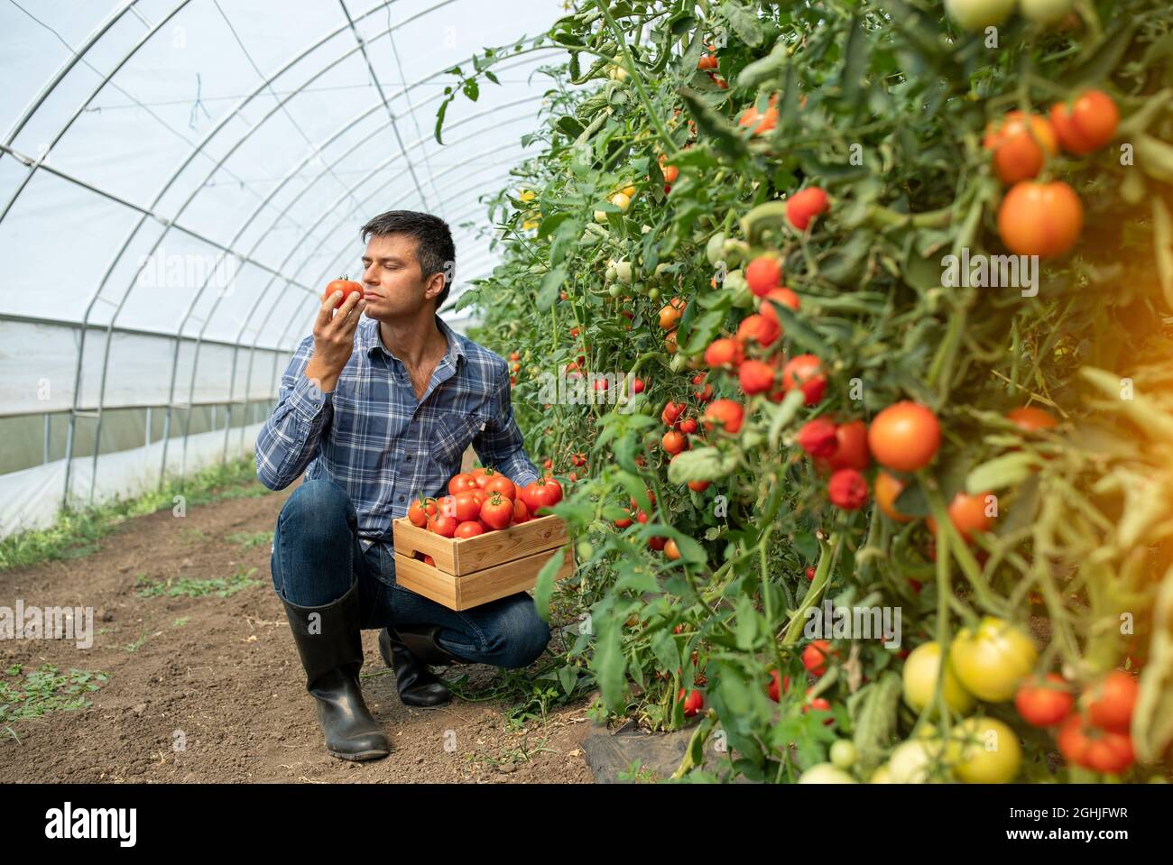 Männlicher Bauer, der im Gewächshaus arbeitet und Tomaten pflückt. Ein Agronom hockend riechendes Produkt, während er eine Holzkiste hält. Stockfoto