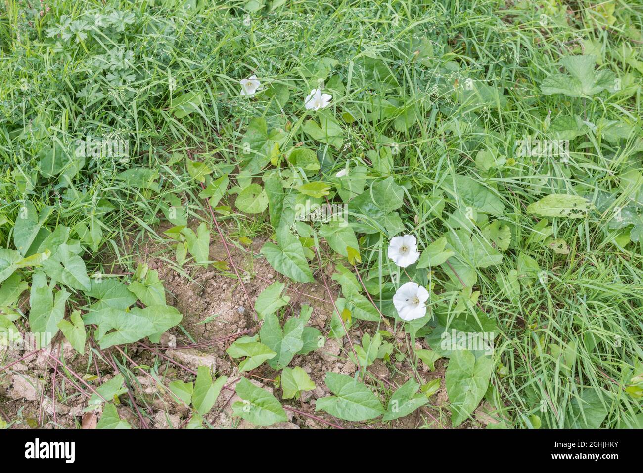 Weiße Blüten und Reben von Hedge Bindweed / Calystegia sepium, die um einen beschnittenen Feldrand herumlaufen. Lästige Ackerwoche in Großbritannien & alte Heilpflanze. Stockfoto