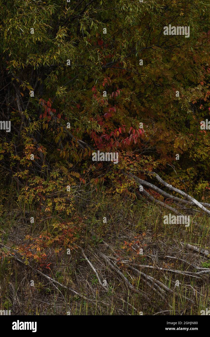 Eine malerische Landschaft. Getrocknete Stämme von gefallenen Weiden vor dem Hintergrund der hellen Farben des Laubs der Bäume im frühen Herbst. Der Zyklus von Stockfoto