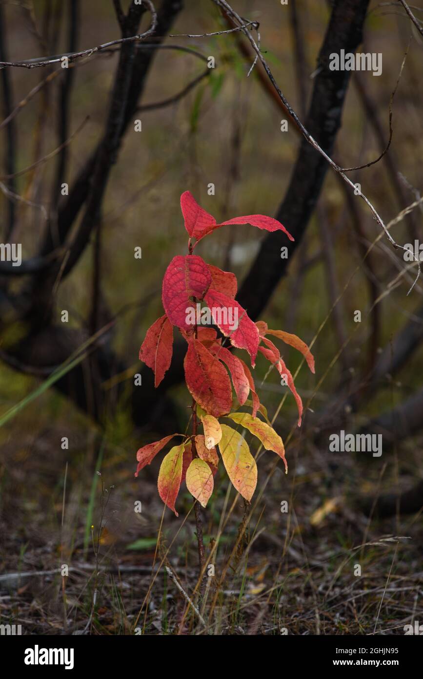 Das Laub einer kleinen Vogelkirsche aus der Nähe nach der Herbstkälte. Die Farben des Laubs ähneln dem Gefieder eines Papageien Stockfoto