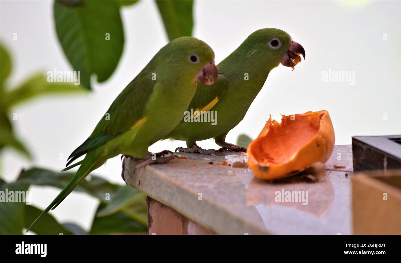 Periquitos Stockfoto