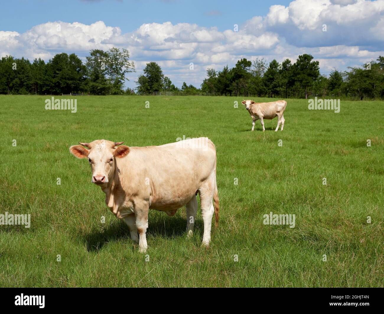 Erwachsene charolais Kuh oder Kühe stehen auf einer Farm Weide in Alabama, USA. Stockfoto