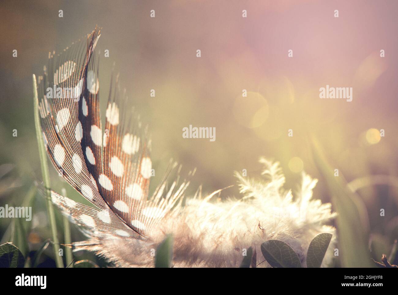 Vogelfeder auf Bokeh Hintergrund und Sonnenschein. Stockfoto