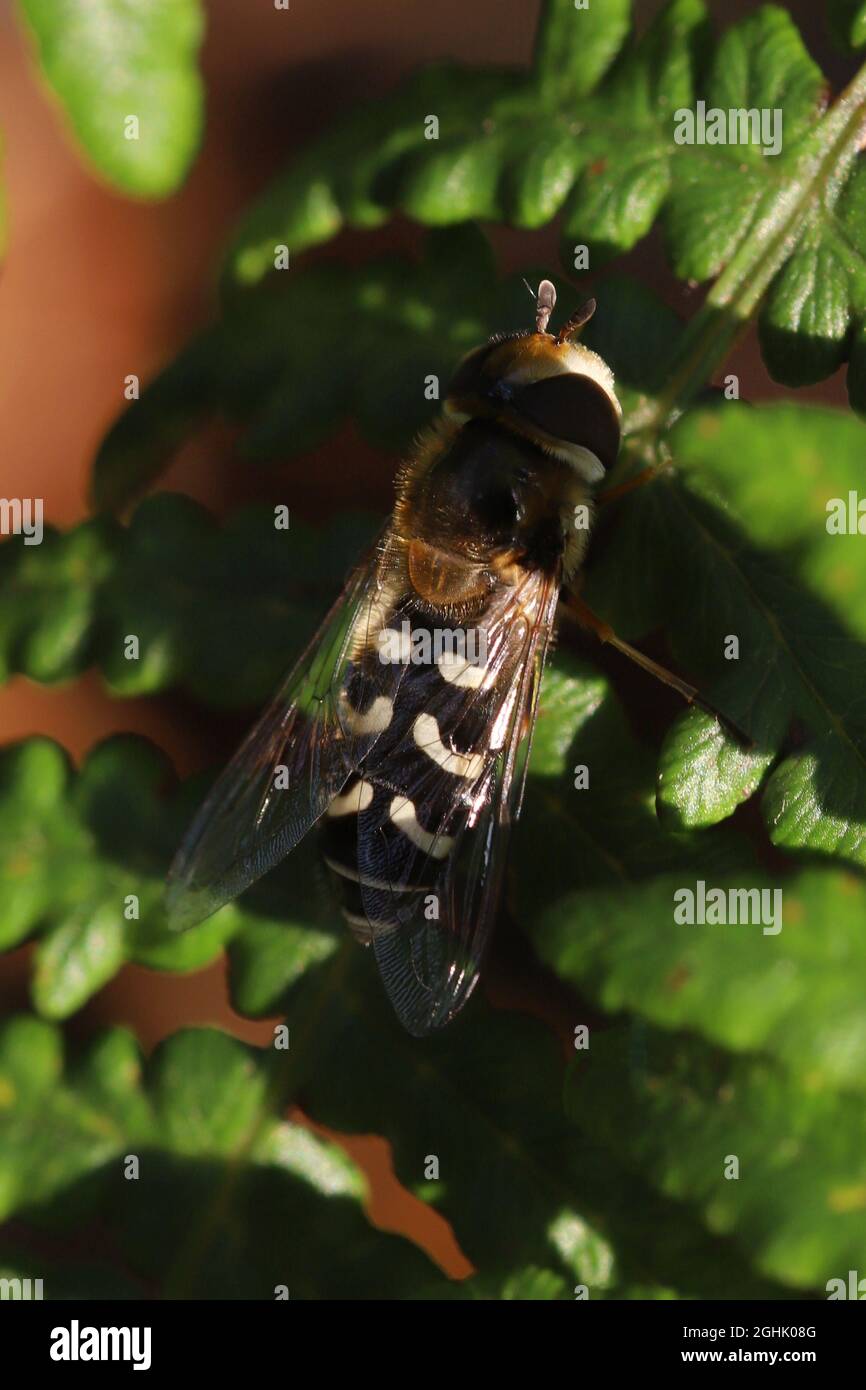 Ein Exemplar von Scaeva pyrastri, auch bekannt als die Pied Hoverfly, aufgenommen in Hunterston in Ayrshire, Schottland. Stockfoto