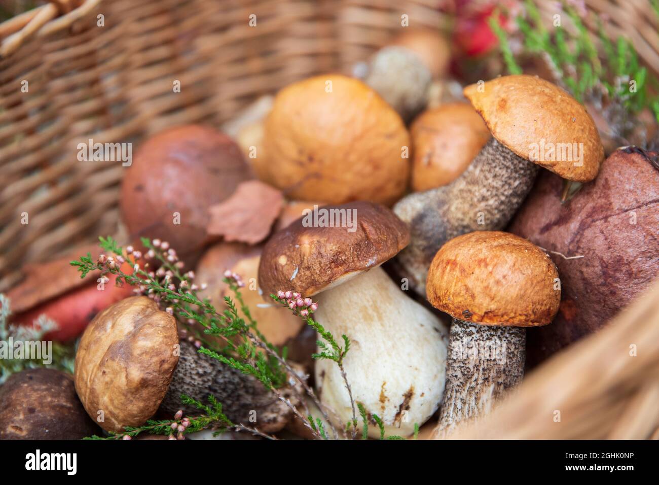 Frisch gepflückte Wildpilze, verziert mit Zweige wilder Heidekraut im Weidenkorb. Herbsthobby. Stockfoto